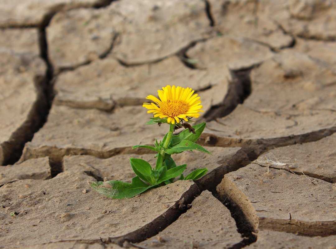 stories of resilience